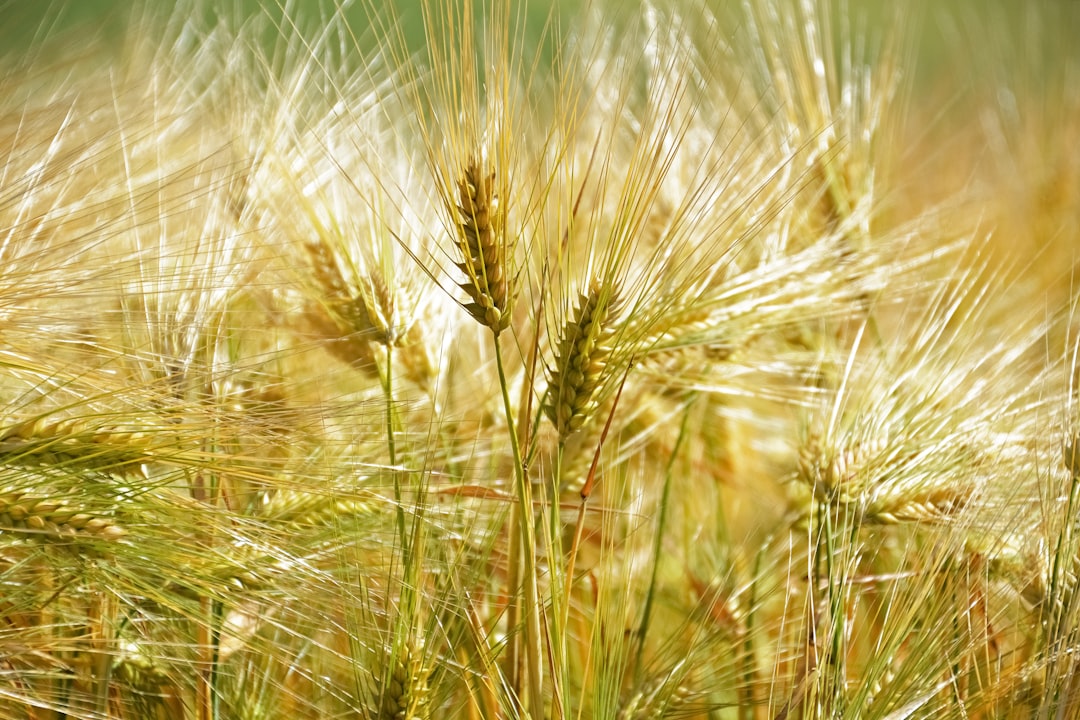 brown wheat in close up photography