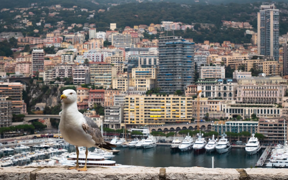 white bird on top of building during daytime