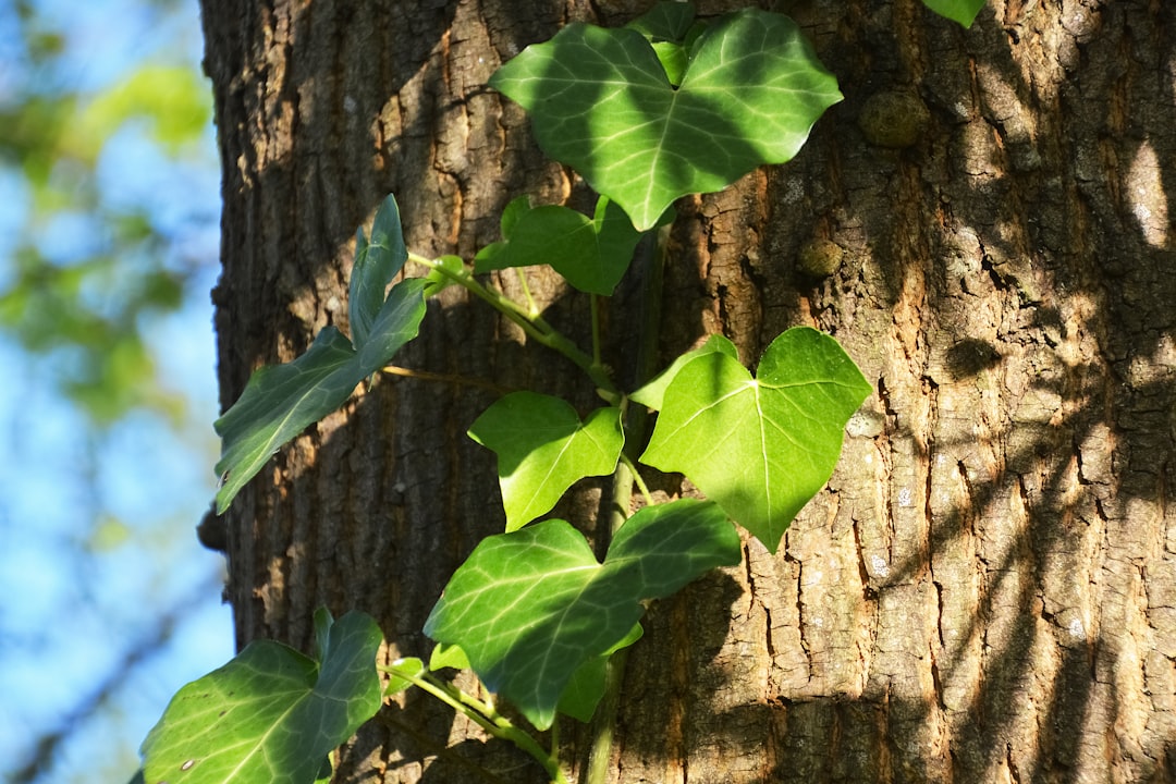 green leaves on brown tree trunk