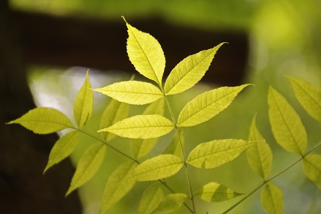 green leaf in tilt shift lens