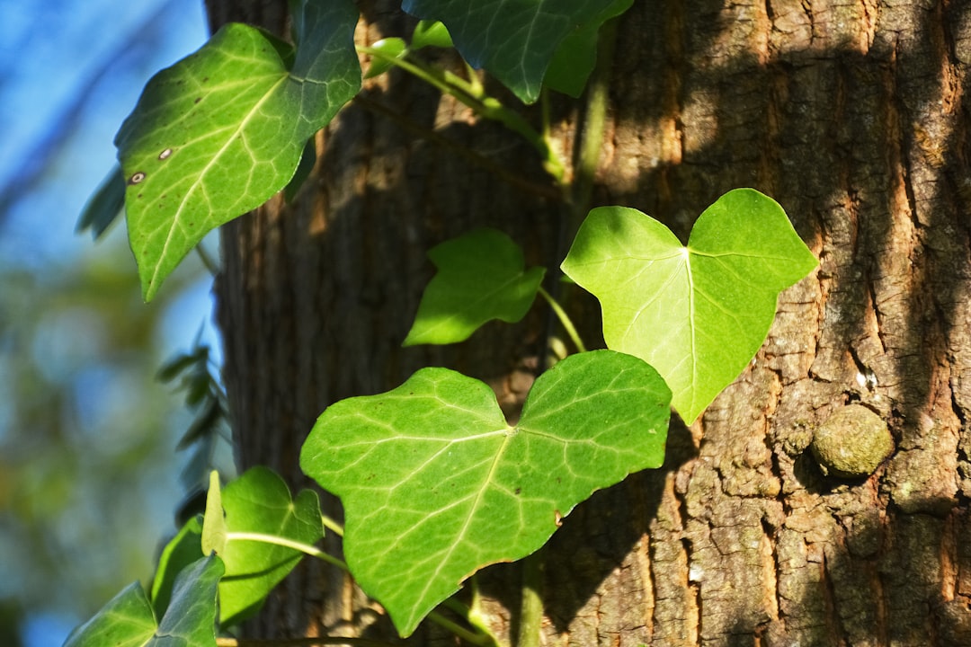 green leaves on brown tree trunk