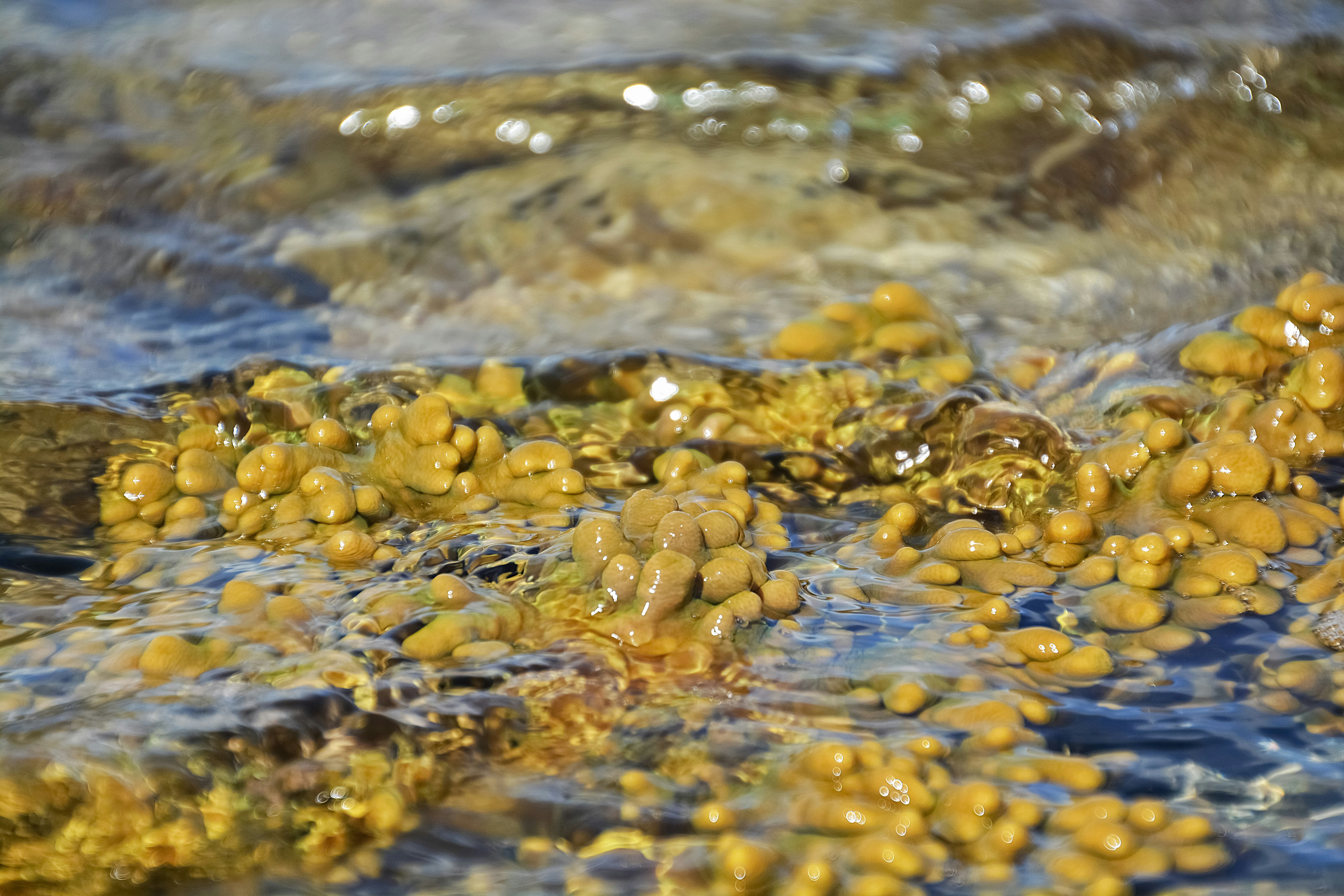 yellow and brown stones on water
