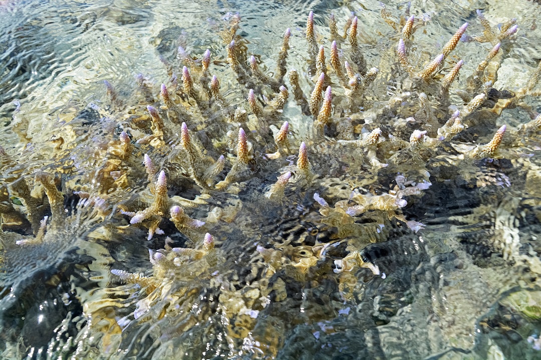 orange and white fishes on water