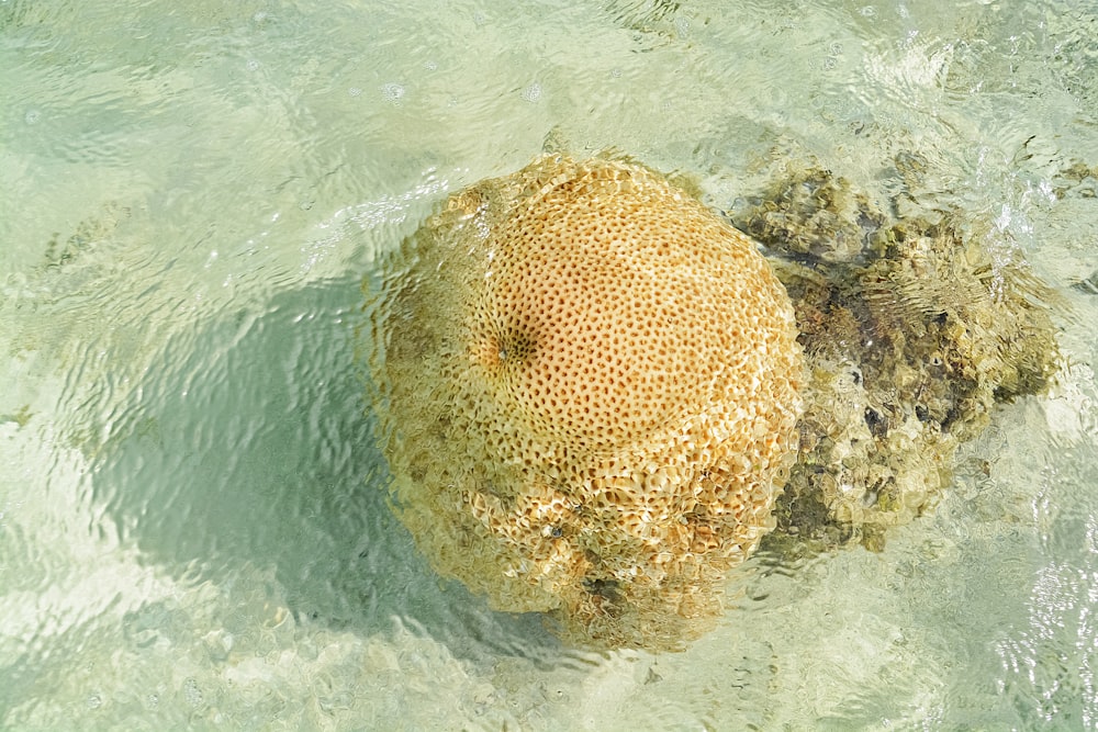 yellow round fruit on water