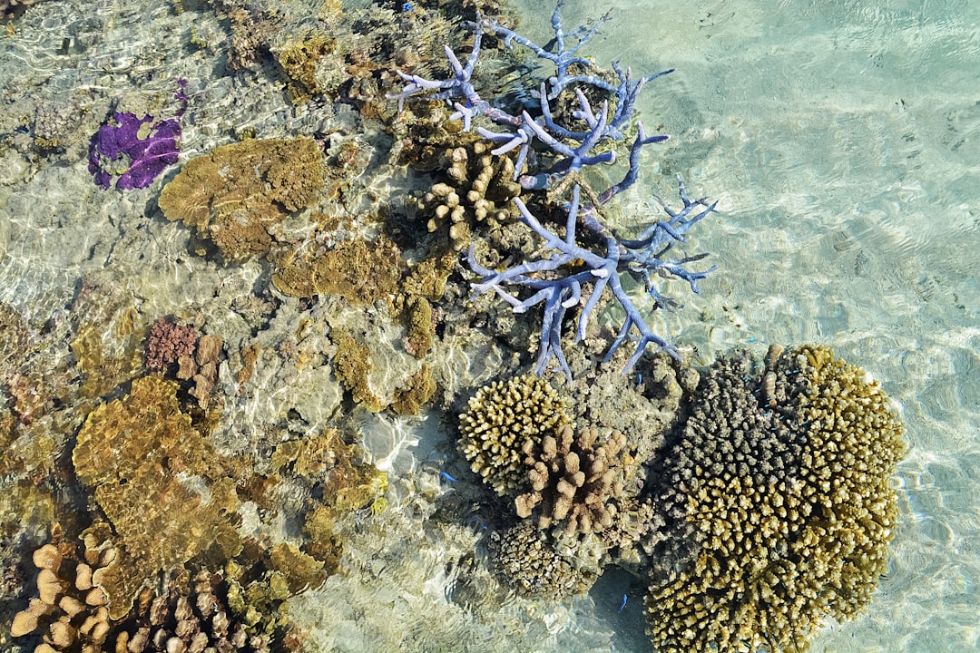 brown coral reef on water