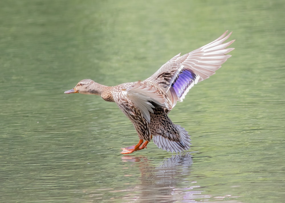 brown duck on water during daytime