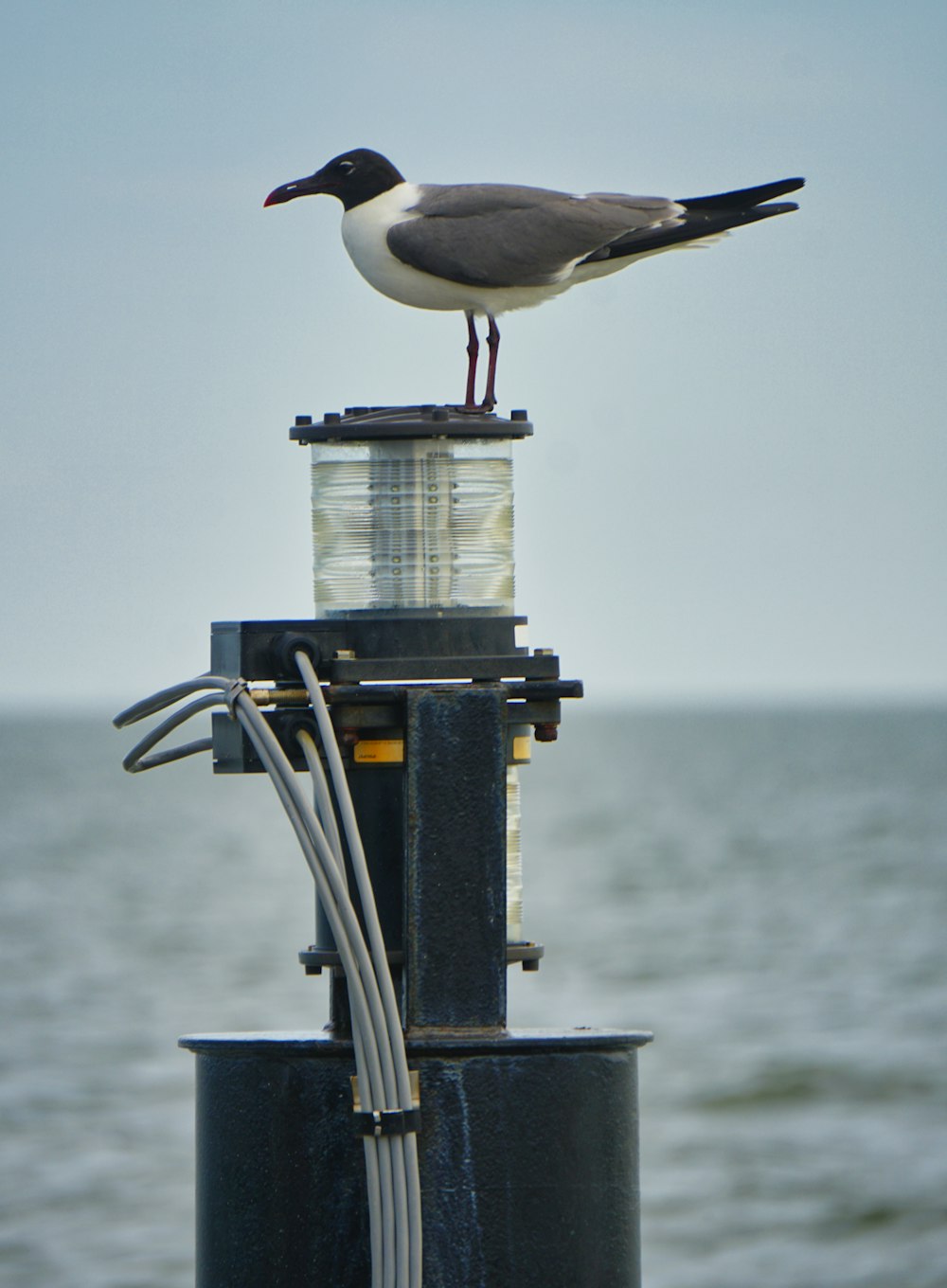 white and black bird on black metal bar during daytime