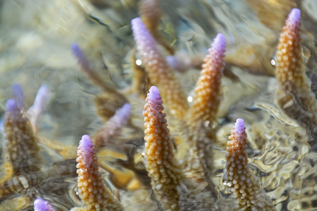 brown and white sea creature