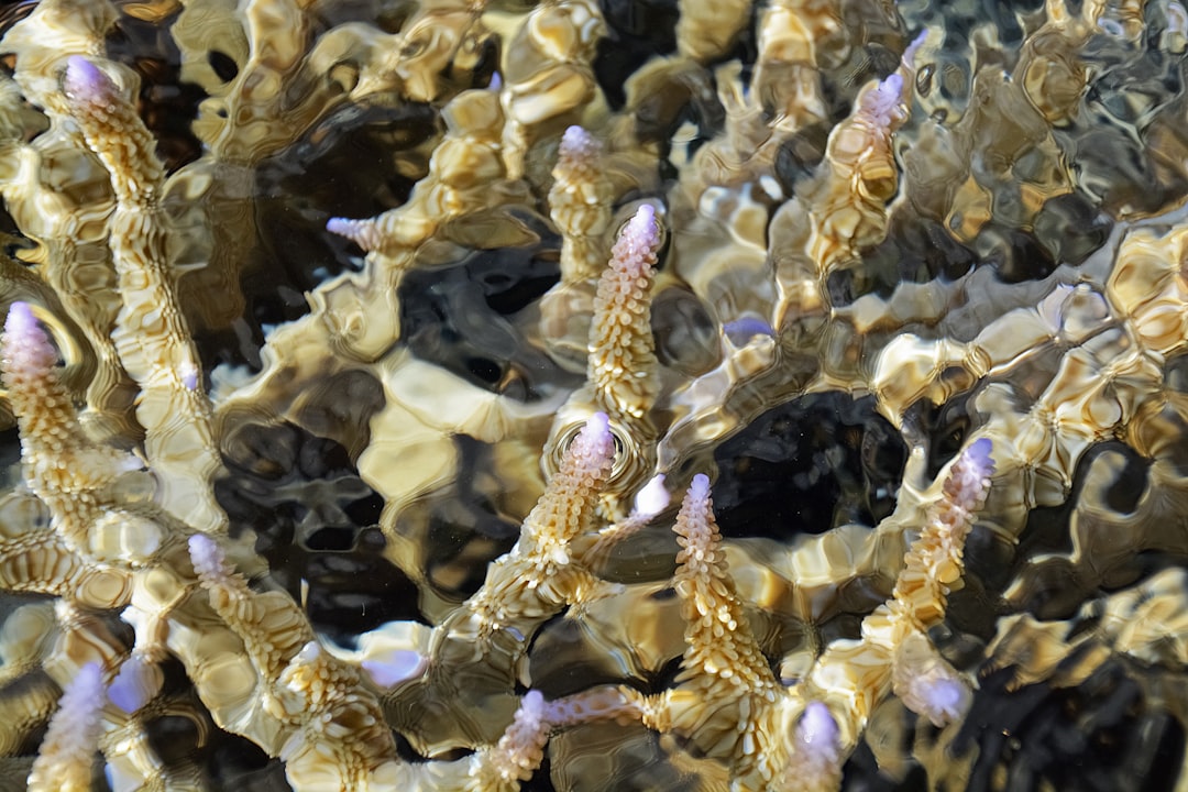 brown and white coral reef