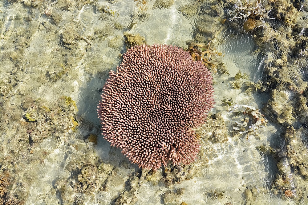 brown and white coral reef