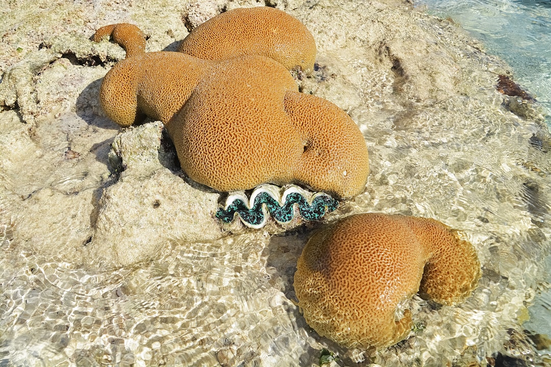 brown and white sea creature on brown coral reef