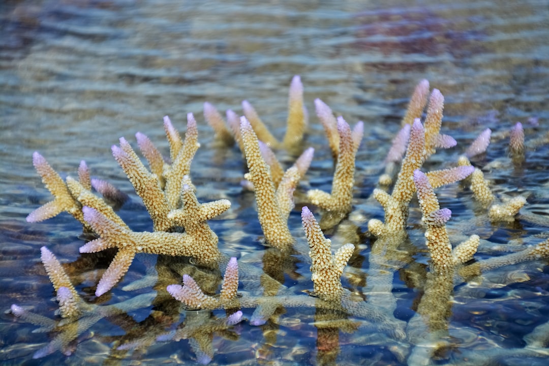 yellow and brown starfish on water
