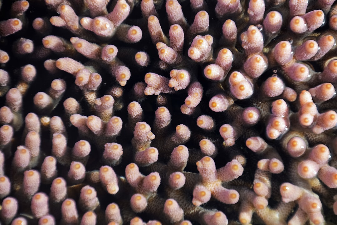 brown and black round fruits