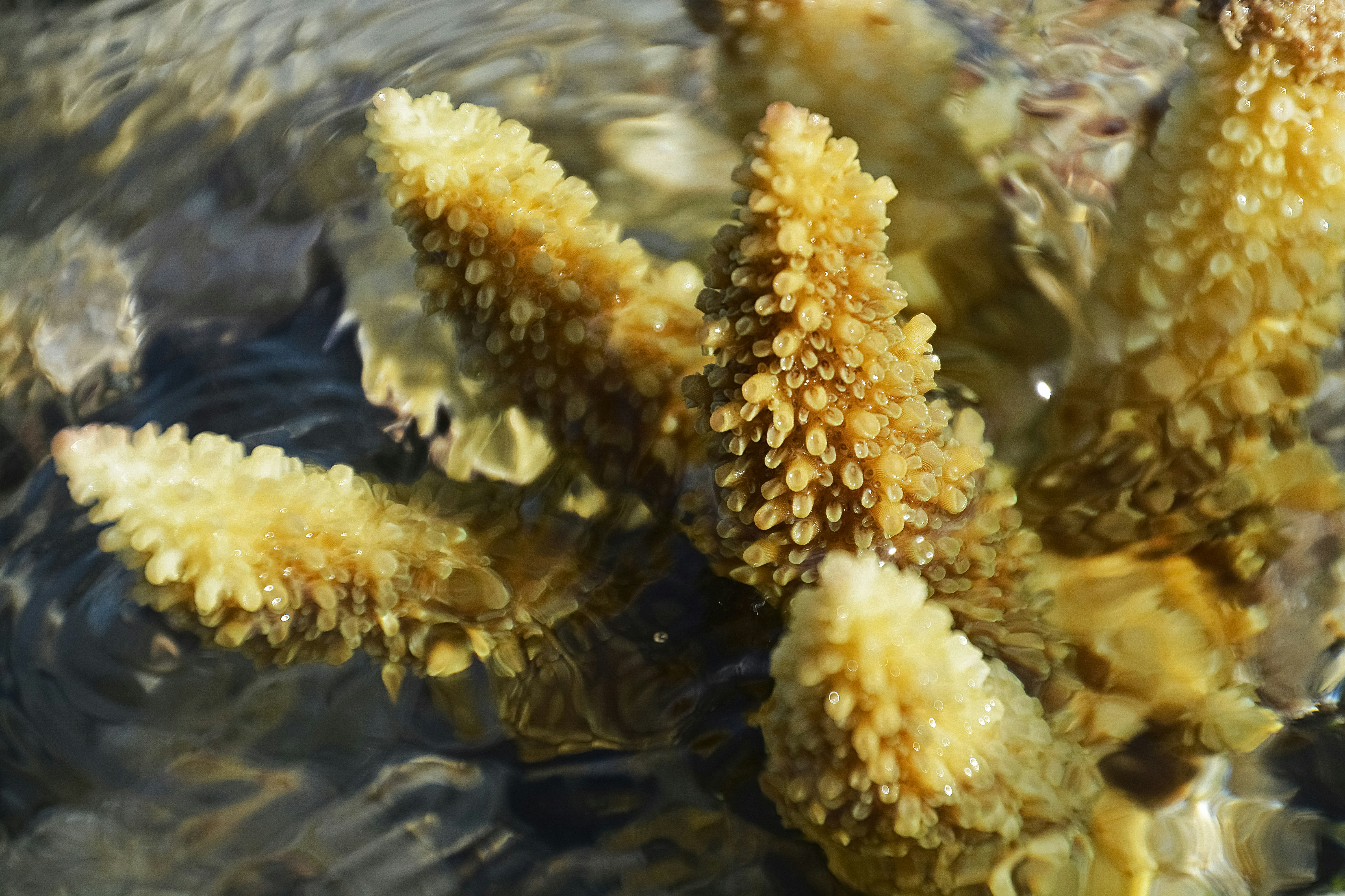 yellow and white starfish on water