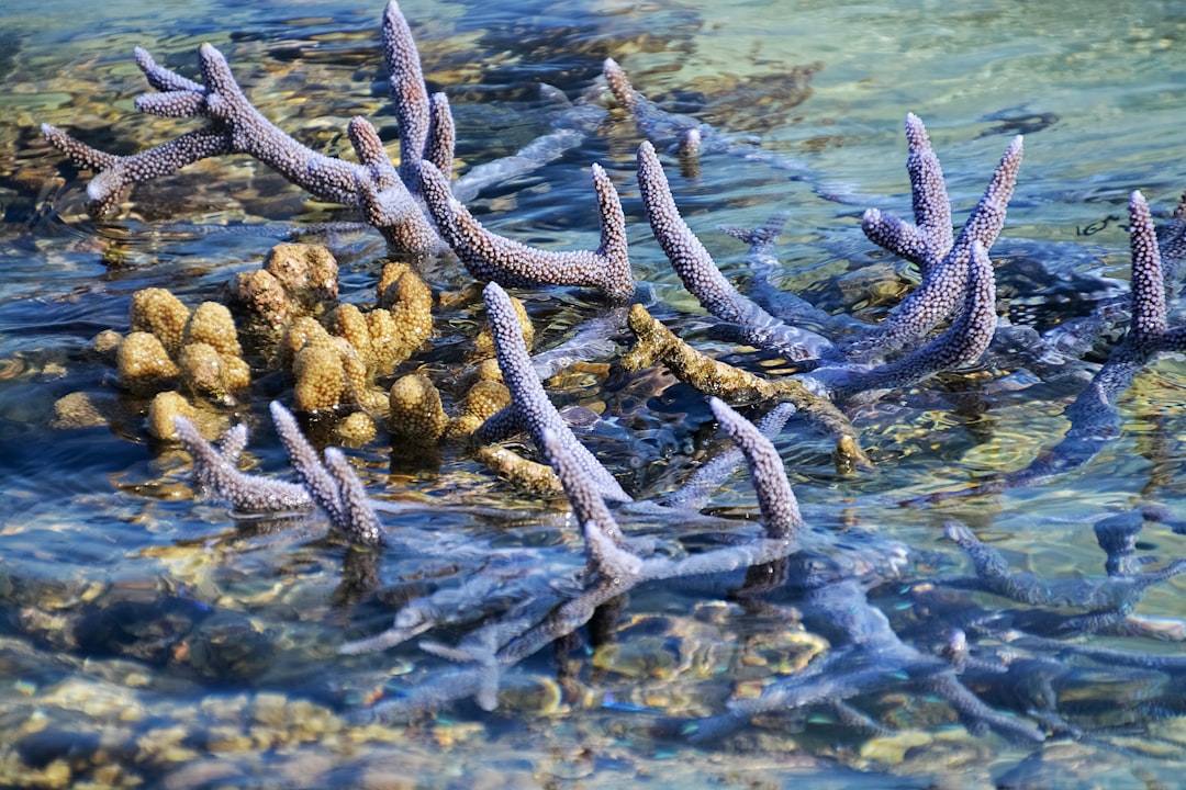 brown dried leaves on water