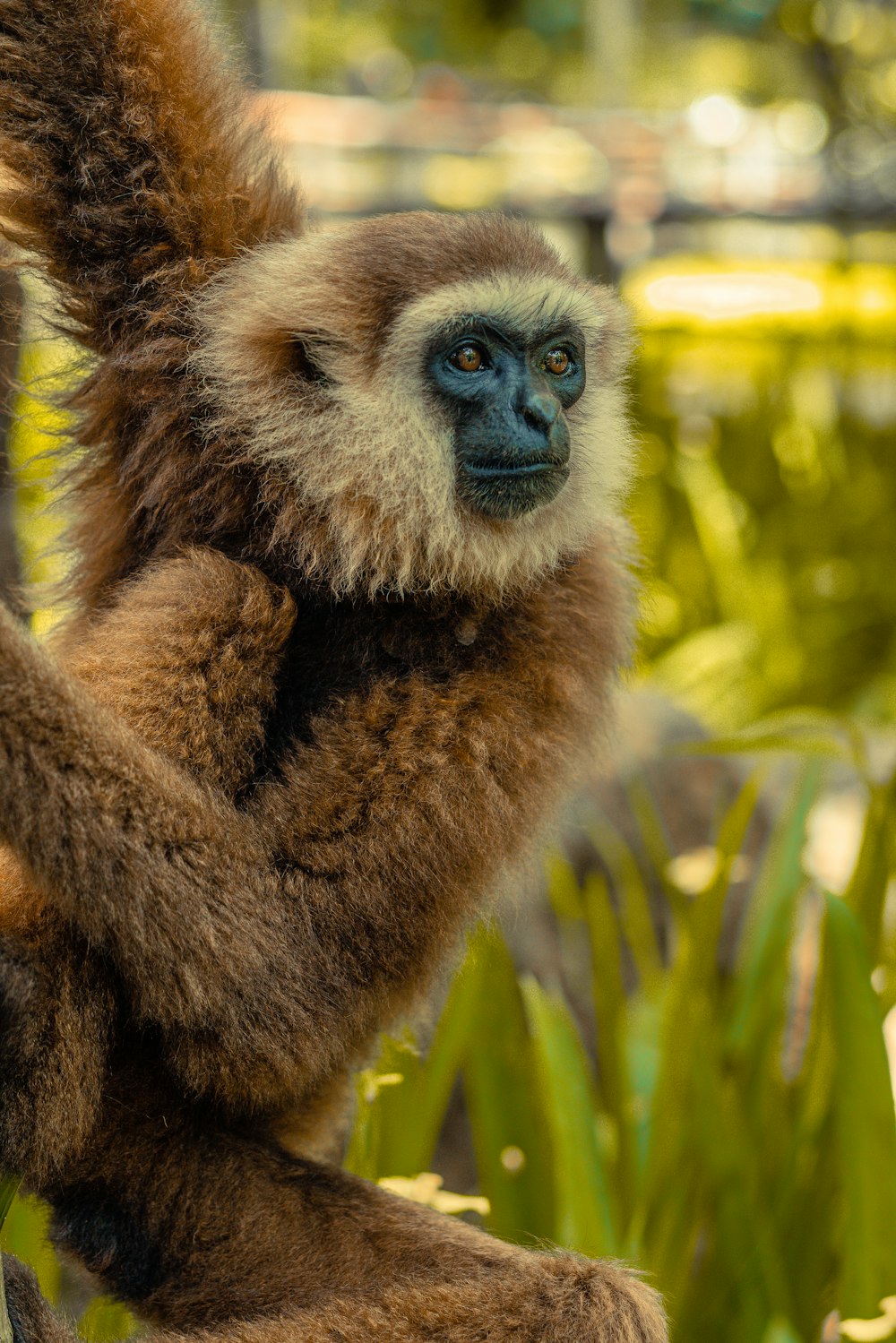 brown monkey on green tree during daytime