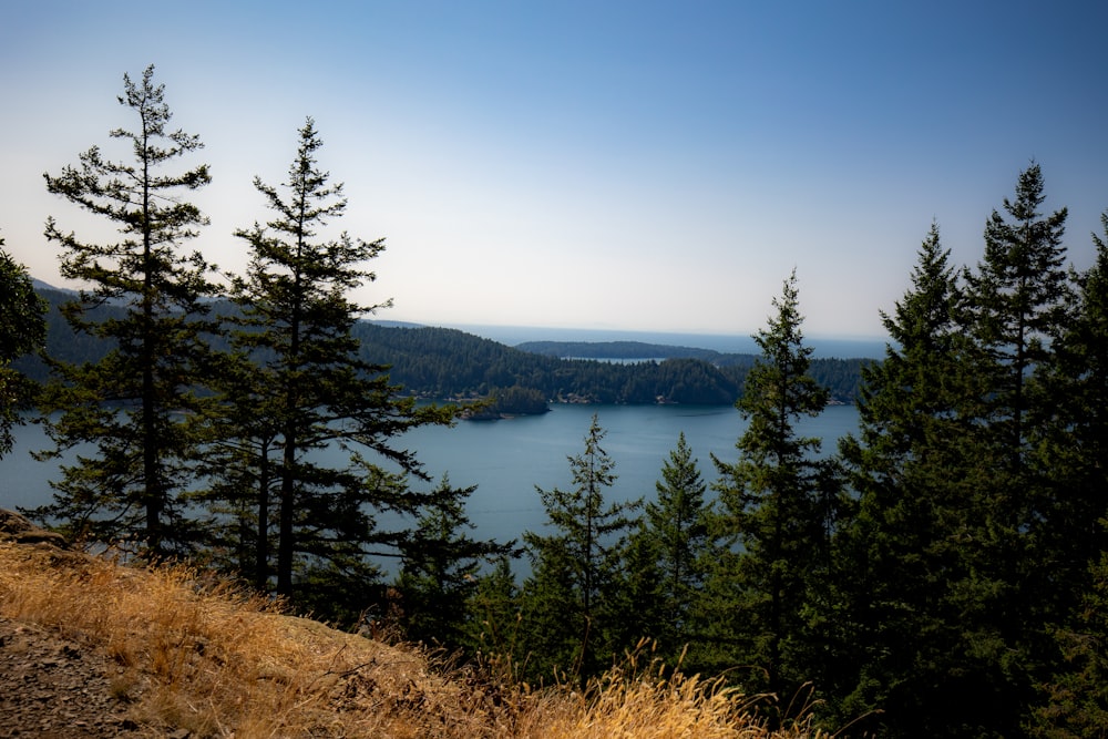 green trees near lake under blue sky during daytime