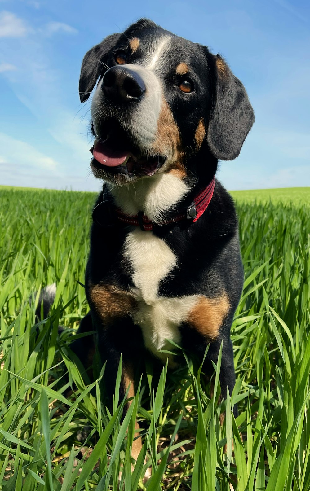 Beagle tricolore sur un champ d’herbe verte pendant la journée