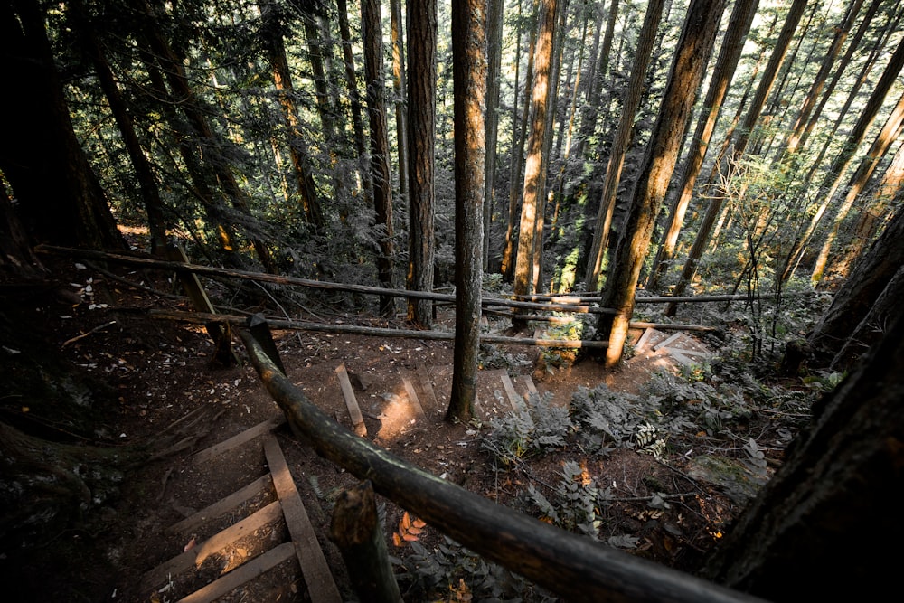 brown wooden bridge in forest during daytime