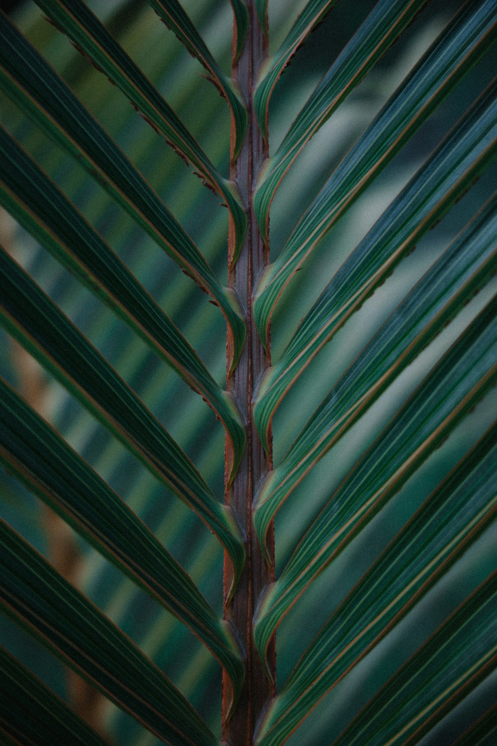 green and brown leaf plant