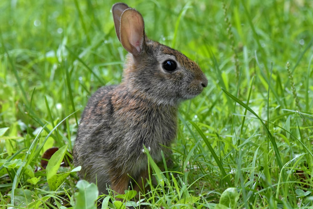 brown rabbit on green grass field during daytime