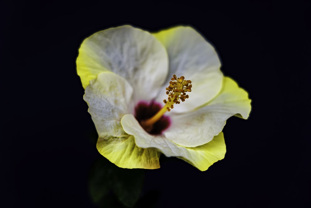 white and yellow flower in close up photography