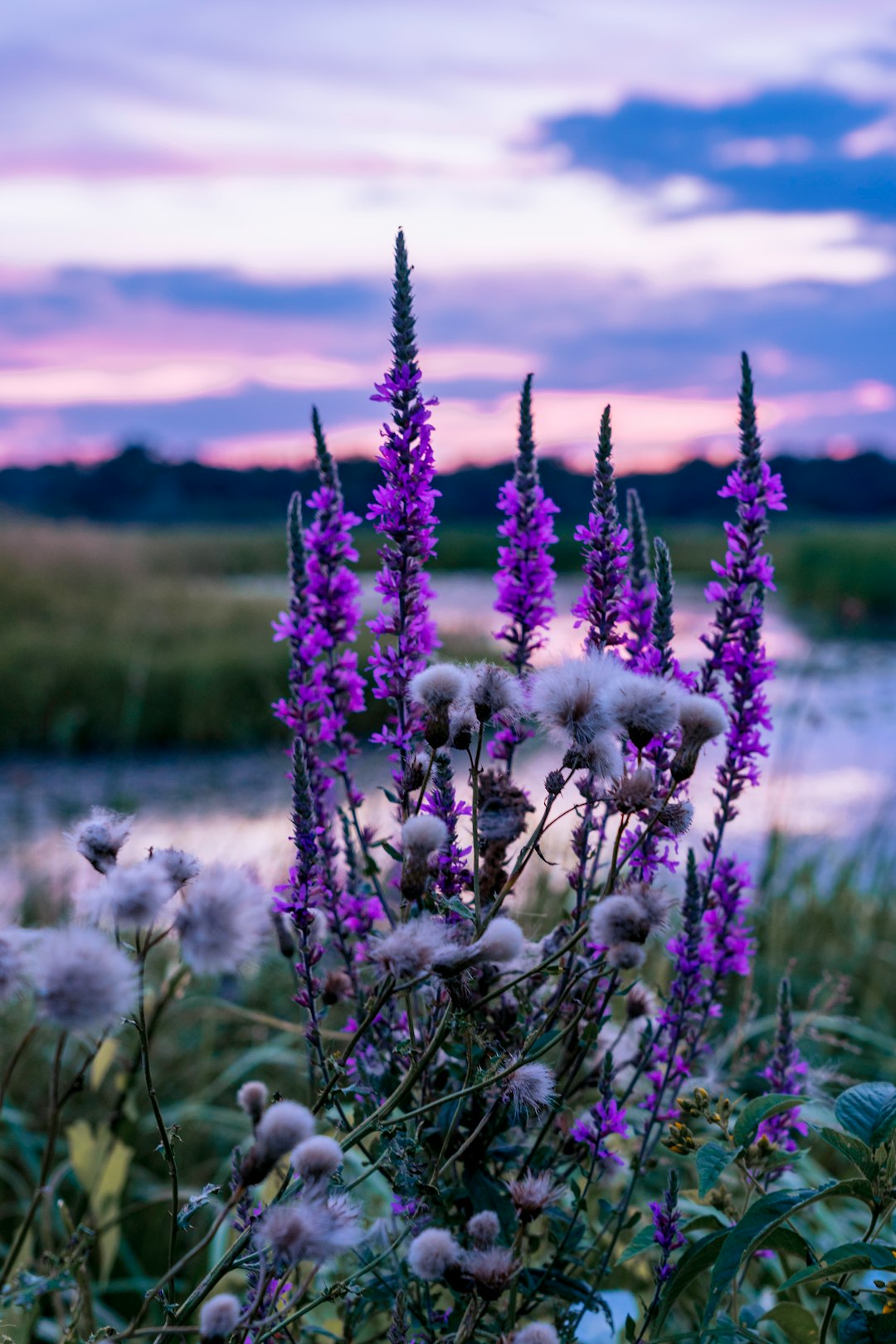 purple flowers on green grass field during daytime