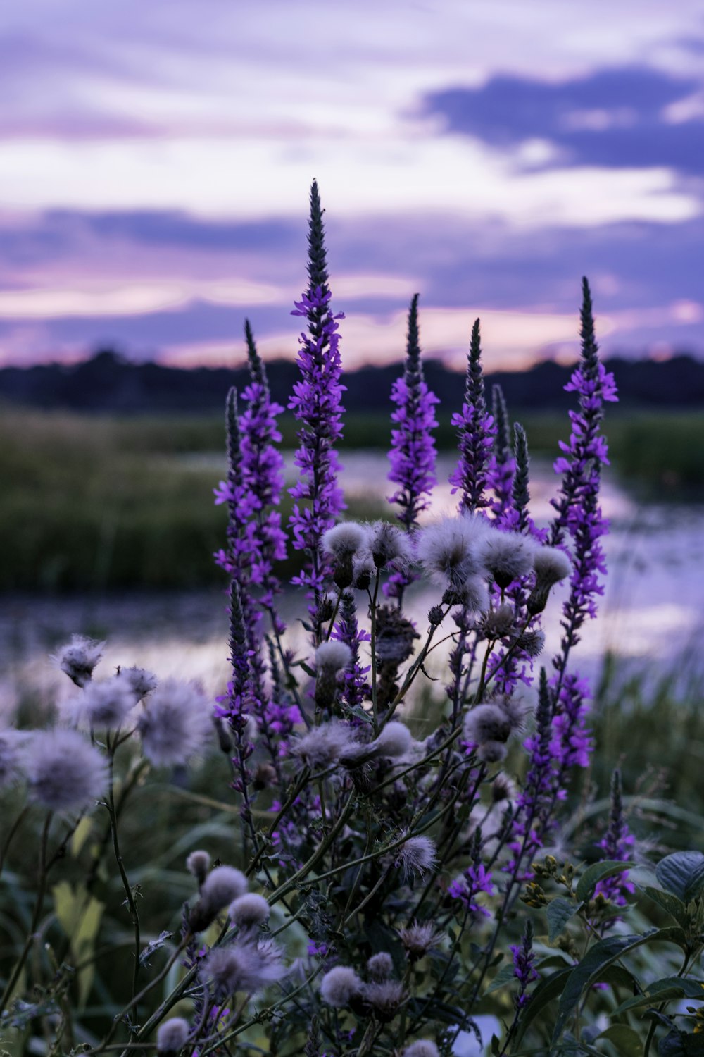 purple flowers on green grass field during daytime