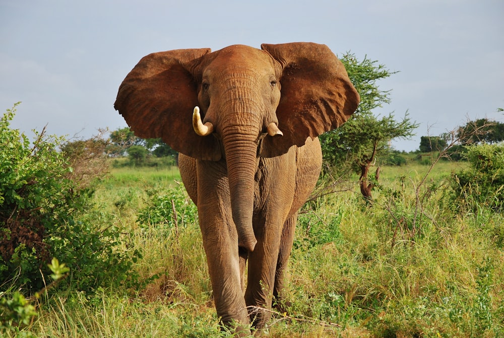 brown elephant on green grass field during daytime