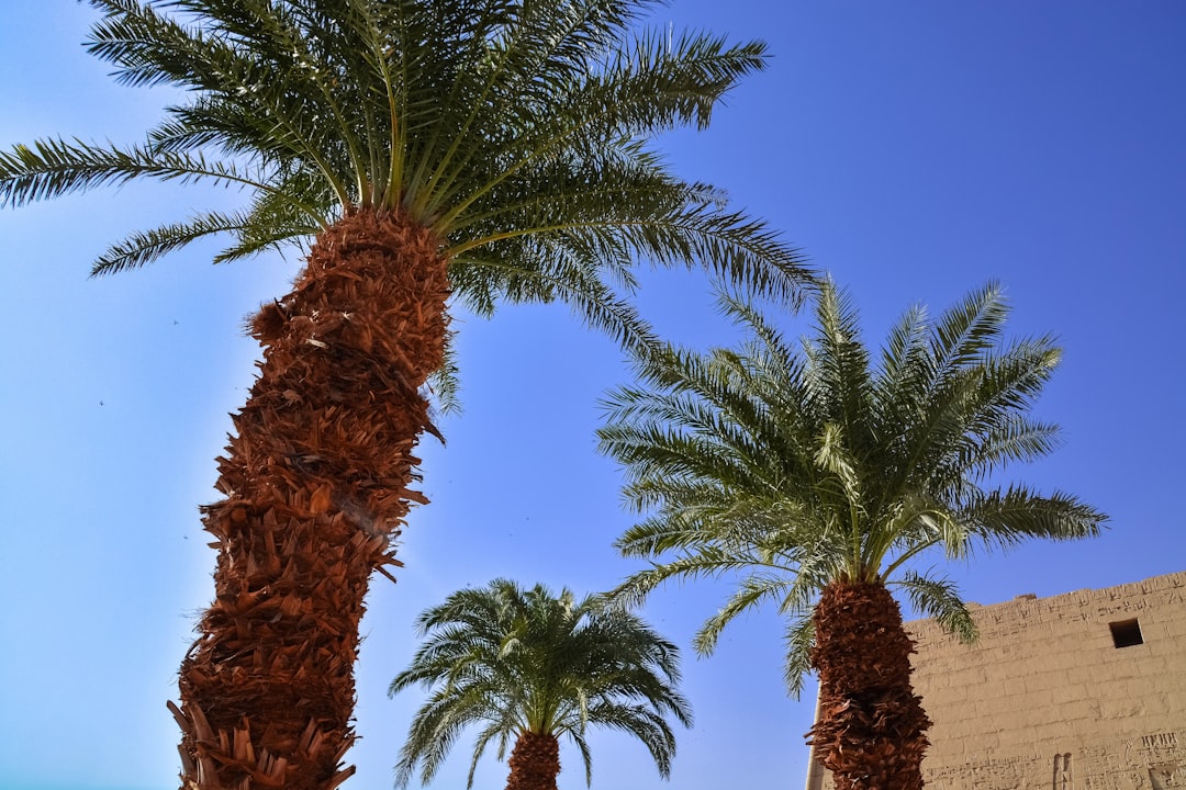 green palm tree under blue sky during daytime