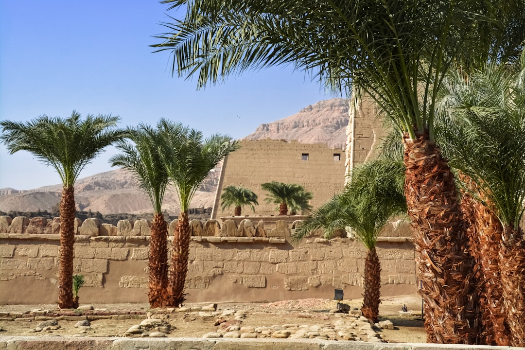 green palm tree near brown concrete building during daytime