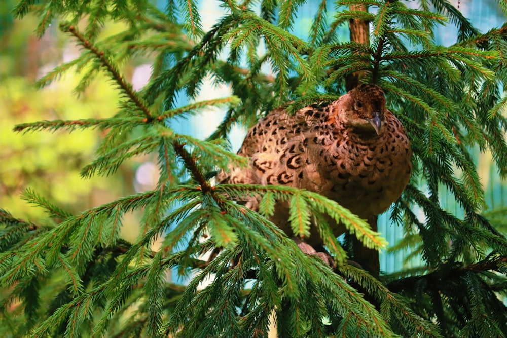 brown and black leopard on green tree