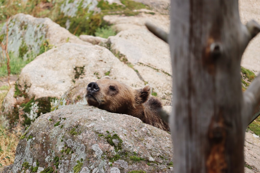 brown bear on gray rock during daytime