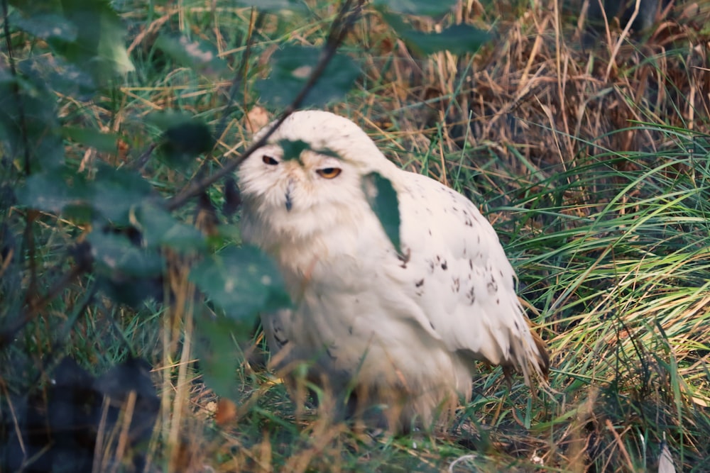 white owl on green grass during daytime
