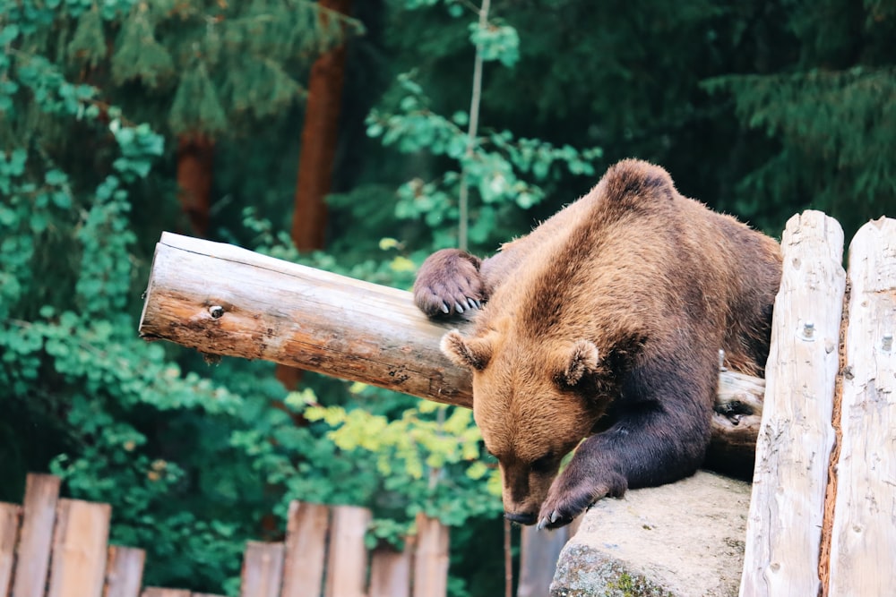 brown bear on brown wooden fence during daytime