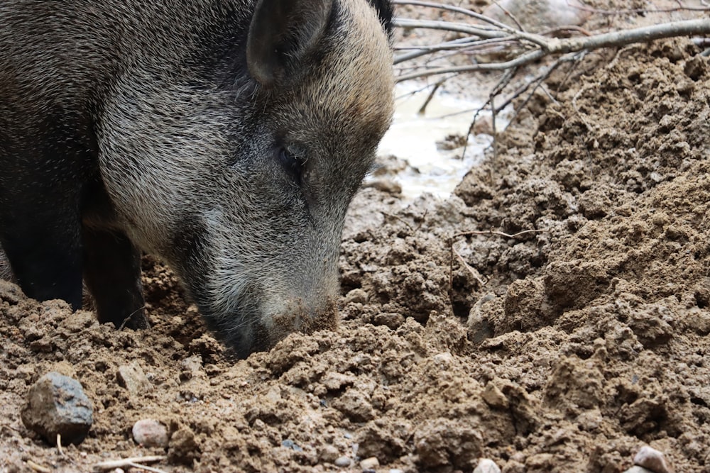 brown pig on brown soil during daytime