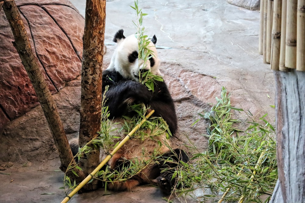 white and black panda on brown tree trunk