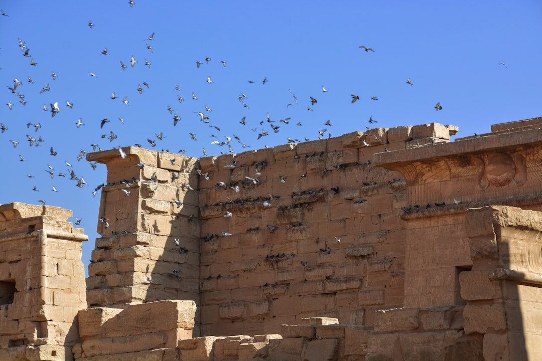 flock of birds flying over brown brick building during daytime