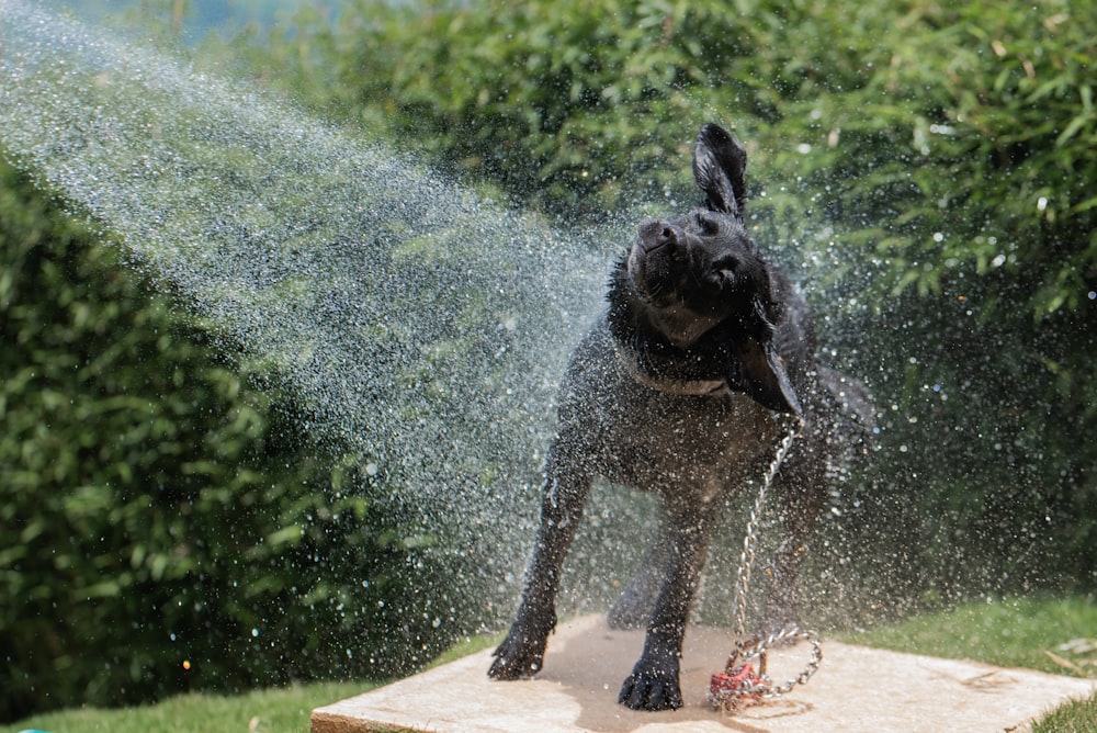 black dog playing water fountain during daytime