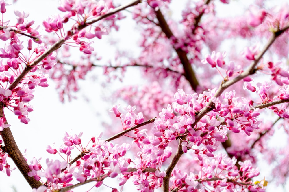 pink cherry blossom in close up photography