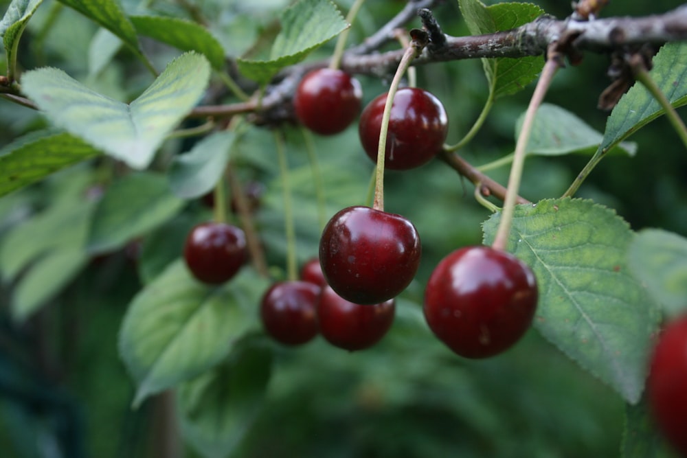 red round fruits in close up photography