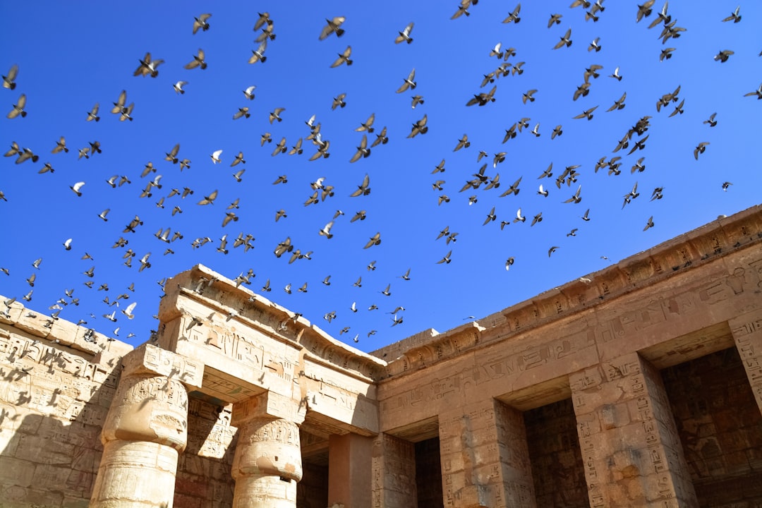 flock of birds flying over the building during daytime