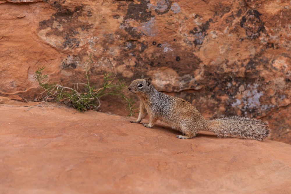brown squirrel on brown rock