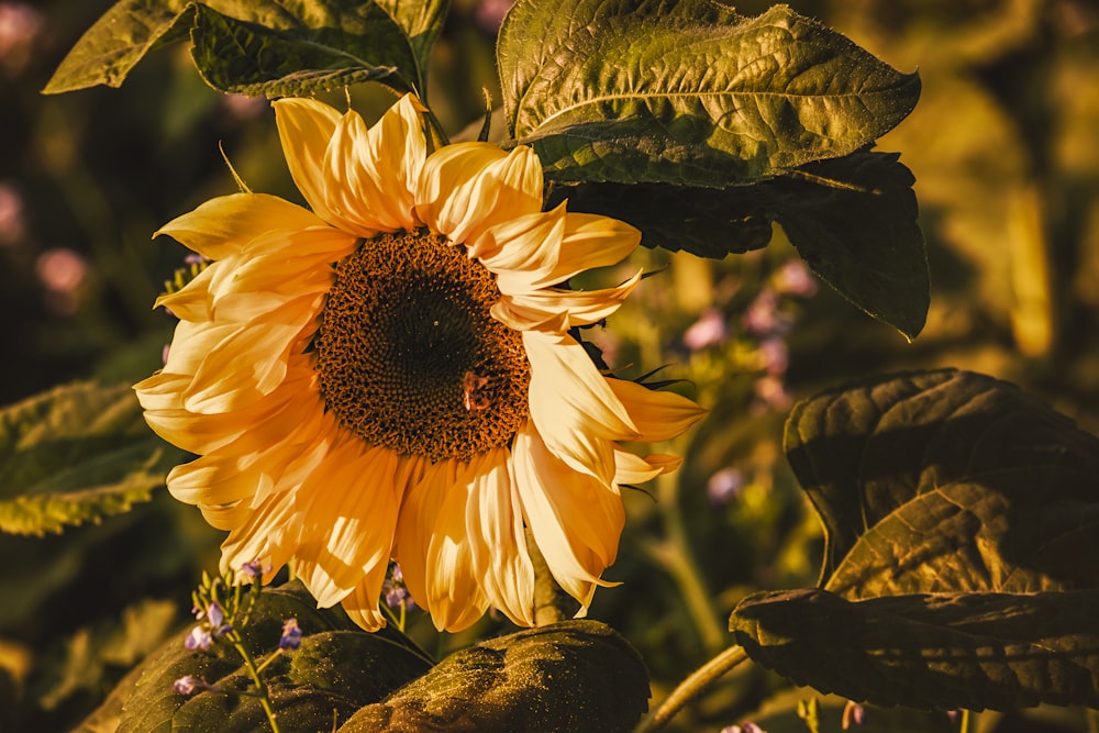 yellow sunflower in bloom during daytime