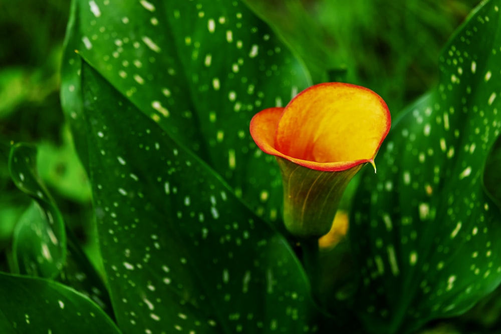 orange flower in tilt shift lens