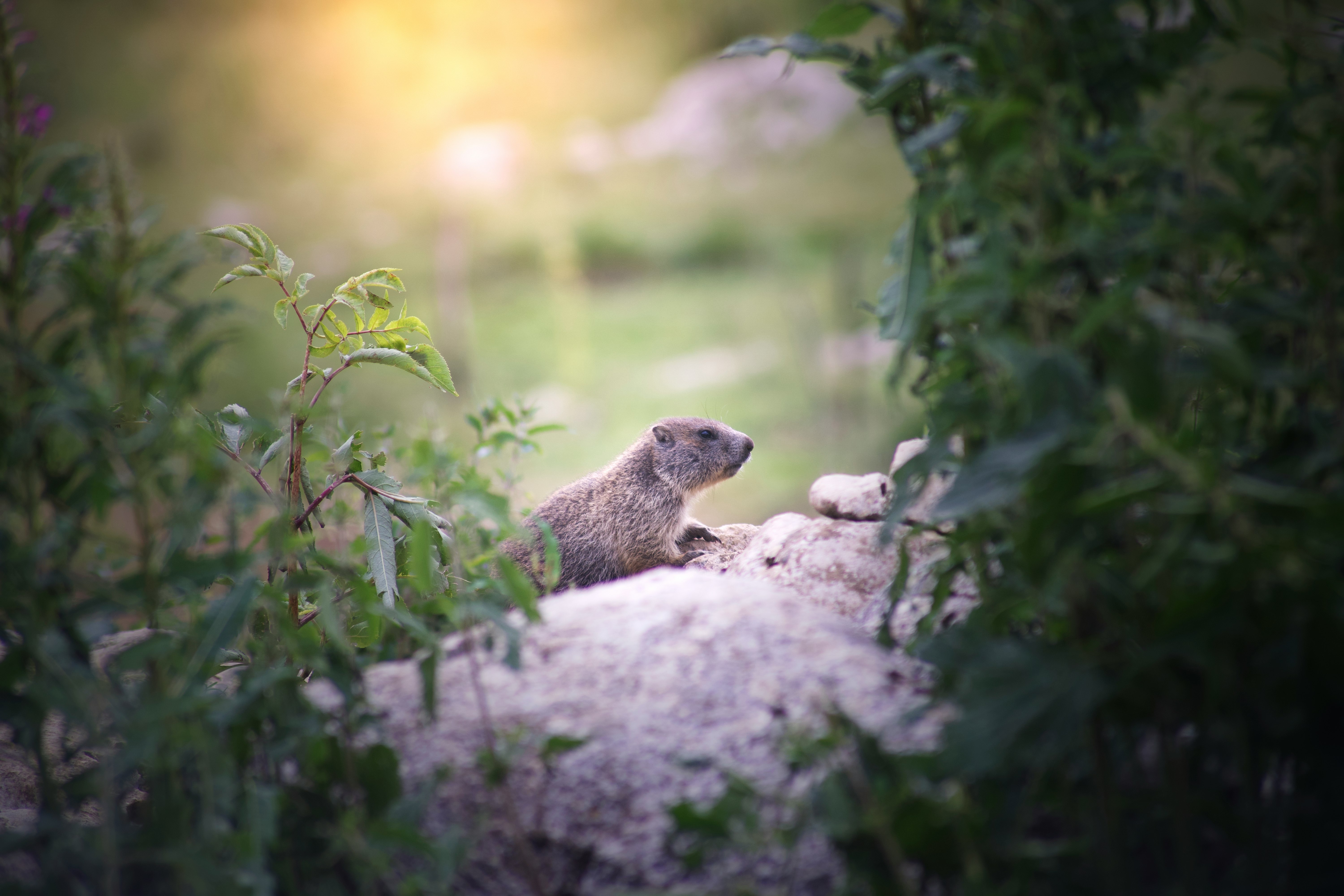 brown rodent on gray rock during daytime