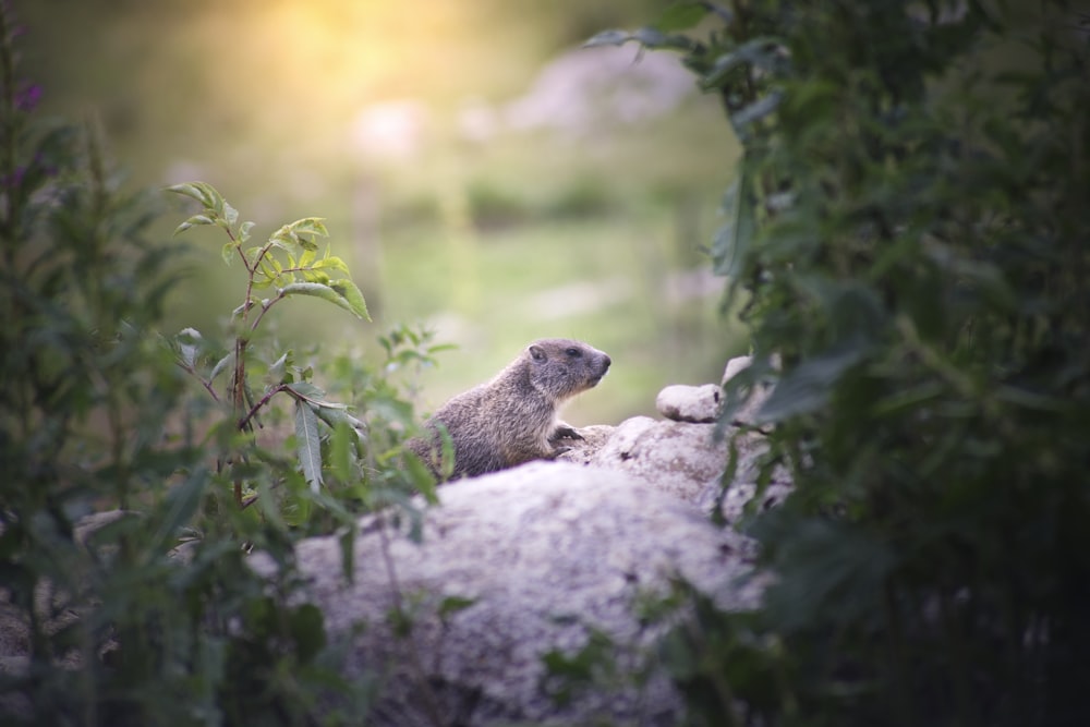 brown rodent on gray rock during daytime