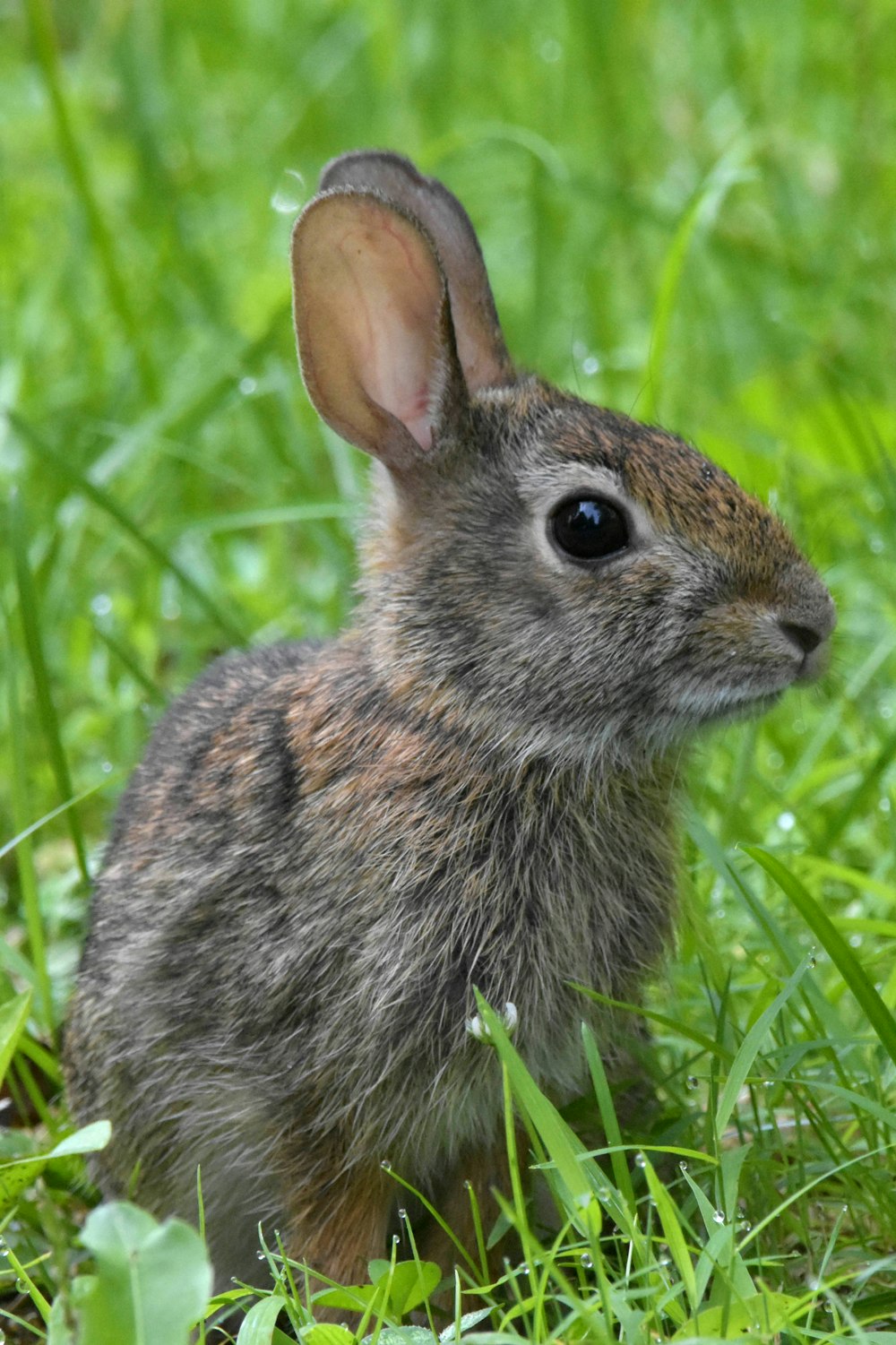 Braunes Kaninchen auf grünem Gras tagsüber