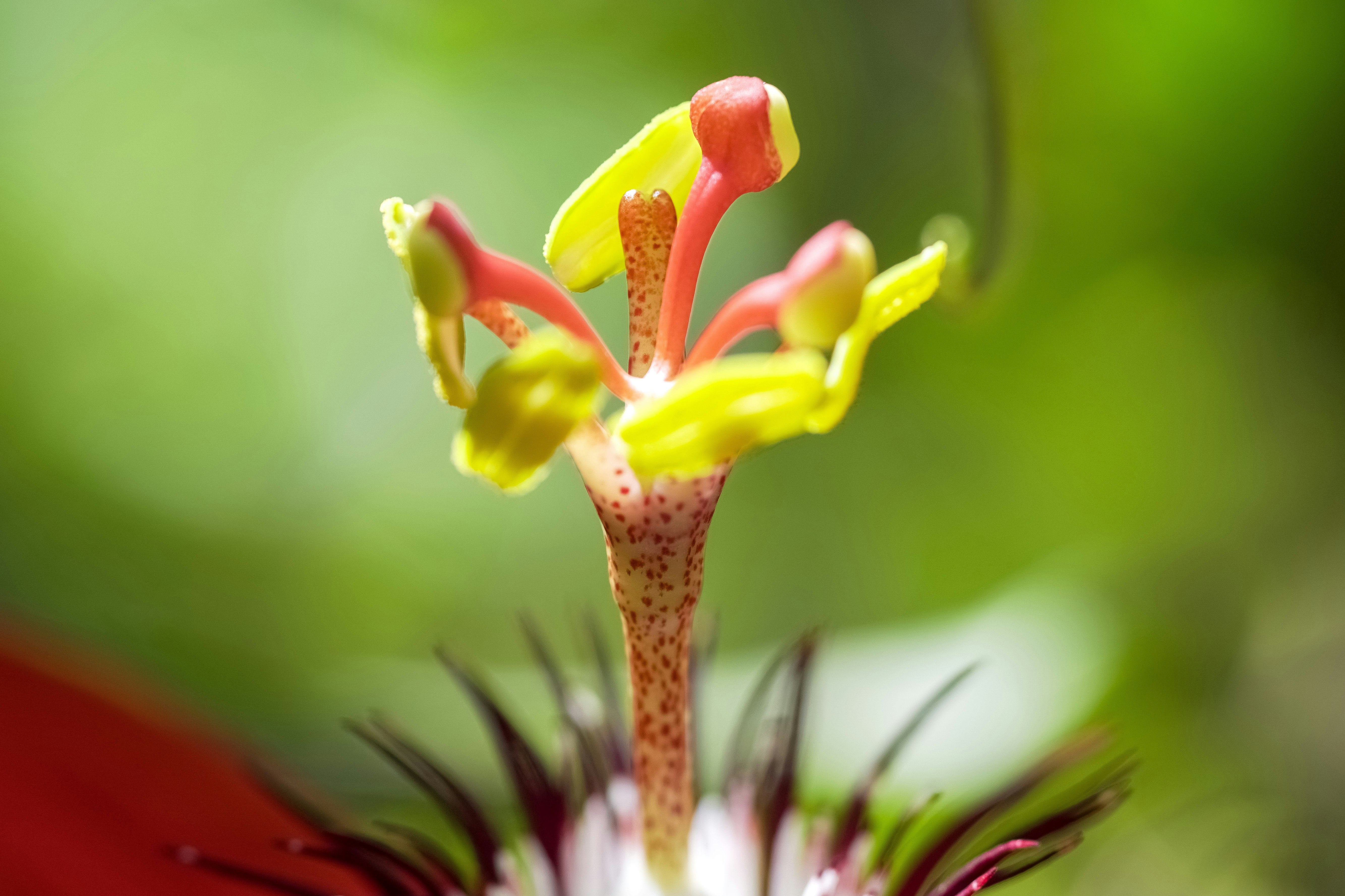 yellow and red flower in macro lens photography