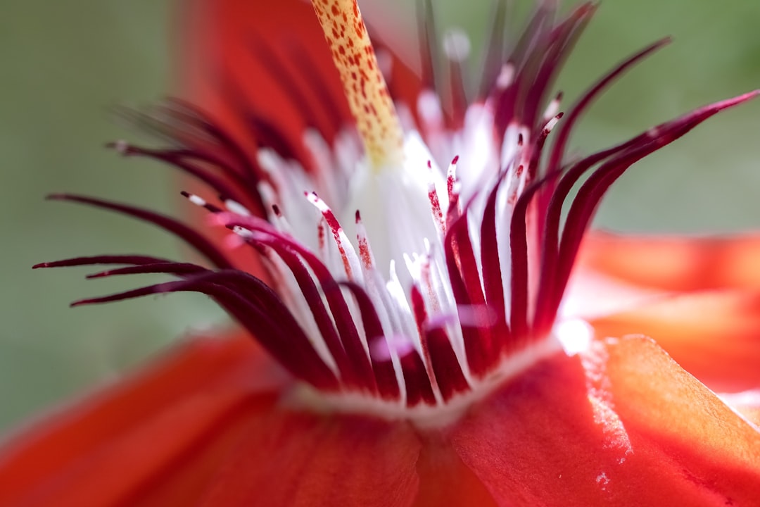 red and white flower in macro photography